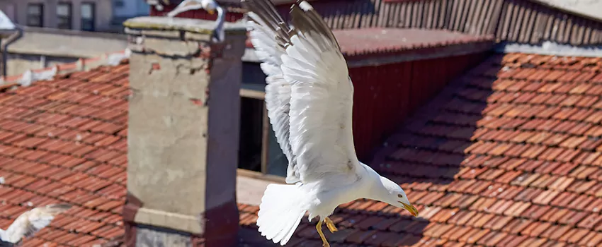 Residential Chimney Animal Removal Solution in South Houston, TX